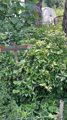 Jazmín De La Costa - Psychotria Carthagenensis - Nativa