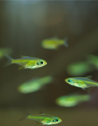 Rasbora Neon Verde ( Microdevario Kubotai ) Pact Com 10