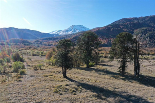 Terreno 5.000 M2, Sector Alto Centinela, Malalcahuello 