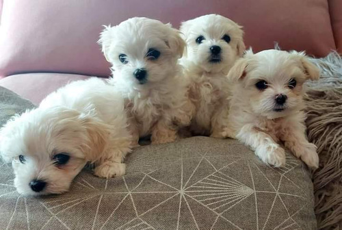 Bichon Maltés Blancos 