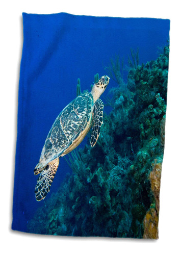 3d Rose Islas Caimán-tortuga Carey Y Arrecife De Coral-c