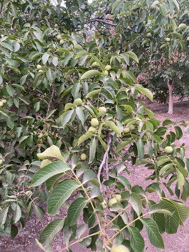 Venta Terreno Agricola, El Peumo , Calle Larga  , Los Andes