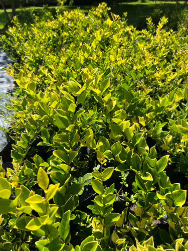 Planta Para Cerco Vivo Oleo Texano Aurea - Arbusto