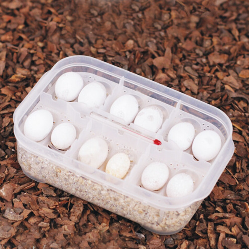 Incubadora De Huevos De Reptiles, Lagartos Serpientes Caja D