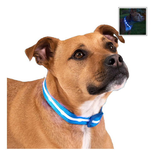 Blazin Led Up Dog Collar - 1,000 Pies De Visibilidad - Para 