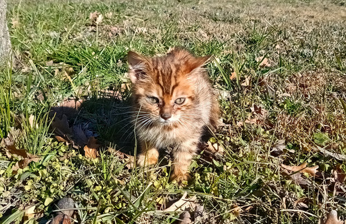 Gatita Hembra Bengal Con Pedigree Entr. Inmediata Brown
