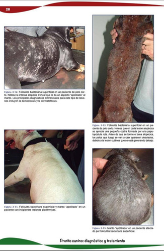 Rodríguez Beltrán: Prurito Canino: Diagnóstico Y Tratamiento