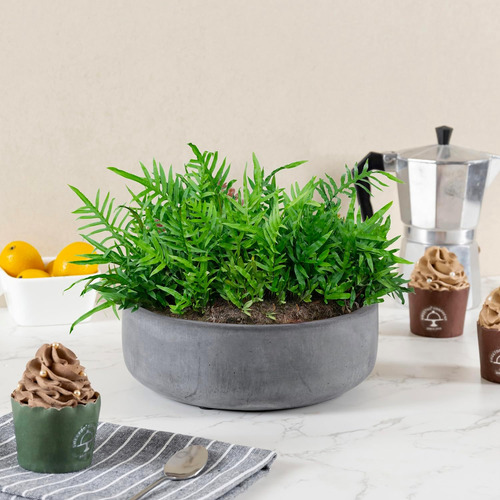 Mygift Maceta Redonda De Hormigón Gris De 8 Pulgadas Con Ori