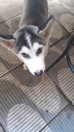 Cachorro Husky Siberiano