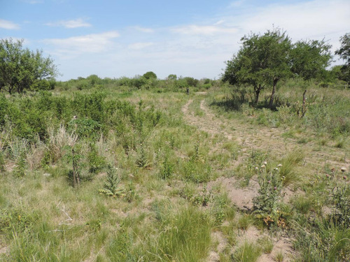 Oportunidad !!! Campo Productivo, Cría Y Siembra - 65 Has En San Pedro, Cba.