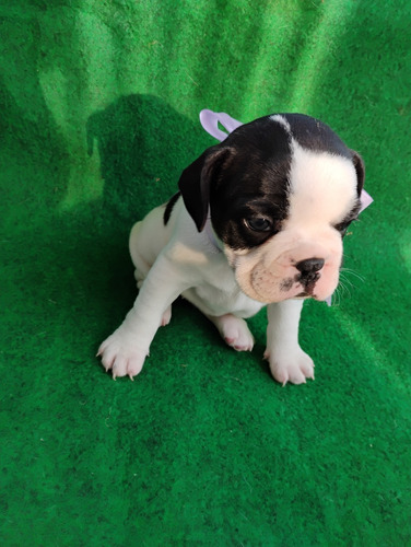Buldog Francês
