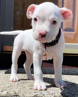 Cachorro Pitbull Blanca Hembra Mercadolibre Com Mx Cachorro Pitbull Blanca Hembra Mercadolibre Com Mx