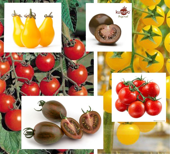 rotondino las mejores semillas de plantas Sel semillas de tomate cherry 550 semillas aproximadamente raras frutas sel tomates cherry flores vegetales lycopersicum esculenthum 