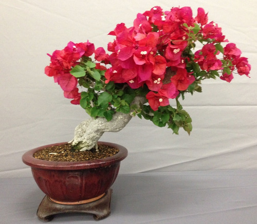 Imagem 2 de 10 de Muda Primavera Bougainvillea Vermelha - Jardim Ou Bonsai !