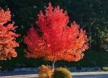 Árbol Liquidambar