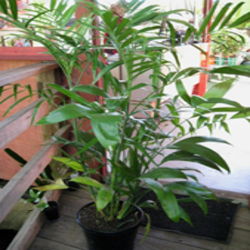 Chamaedorea Seifrizii/muda Com 80 Cm!
