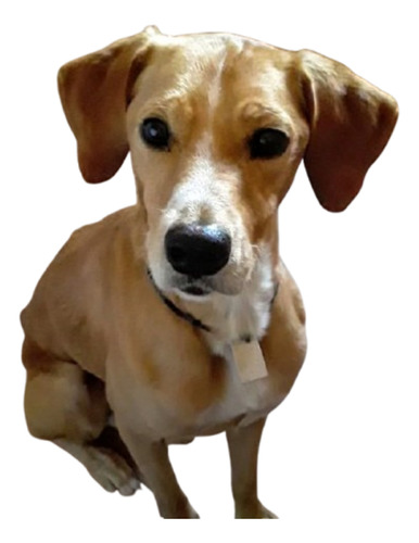 Brownie ( Machito) , 3 Añitos, Pura Hermosura, Medianito