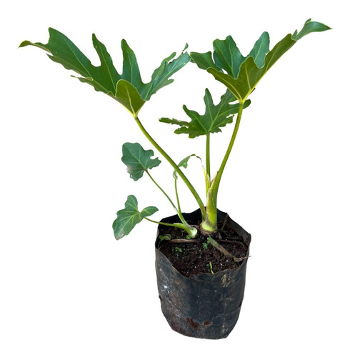 Muda De Guaimbê - Ideal Para Jardins E Decoração
