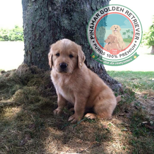 Cachorras Y Cachorros De Criadero Pinamar Golden Retriever