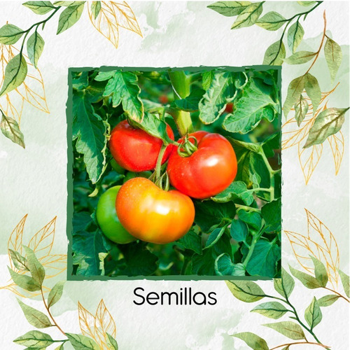 400 Semillas Orgánicas De Tomate Grande Para Maceta O Huerta
