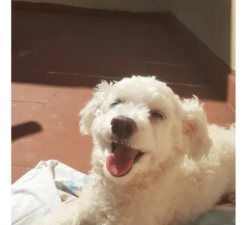 Perro Caniche Mini Toy P Cruzar C Perra, Excelente Compañero
