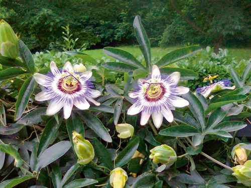 Semillas Pasionaria Passiflora