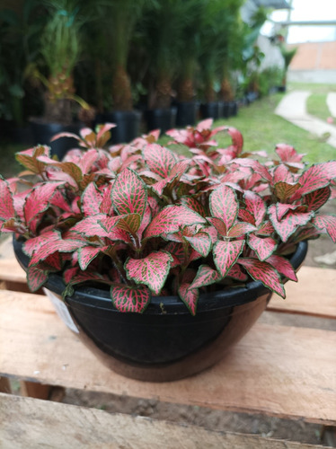 Planta Fitonia Grande
