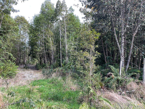 Parcela 5.750 M² Con Bosque Nativo, Cerca De Puerto Varas