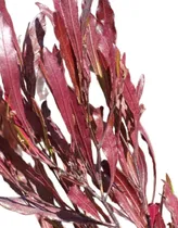 Comprar Plantas Para Cercos, Cercos Vivos, Dodonaea Viscosa 15ts