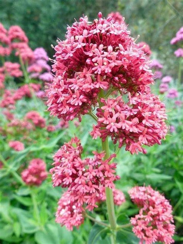 Valeriana 100 Gr, Erva Seca Para Chá