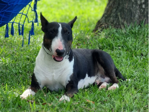 Cachorros Bull Terrier 