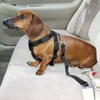 Sistema De Viaje Hdp Car Harness Dog Safety Belt Gear Color: