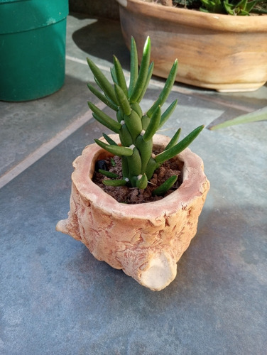 Plantas Varias Suculentas Arbol De Jade Planta Moneda.leer