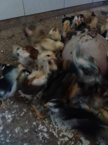 Pintinhos De Galinha Sertajeja Balao Vermelho