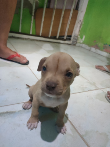 Filhote De Pit Monsters Pra Vender, Vacinados E Vermífugado