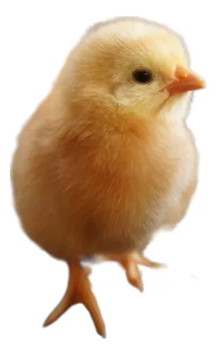 comprar Pintinho Gsb Galinha Sertaneja Balão 