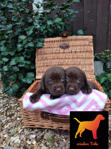 Cachorros Puros En Criadero Tribu - Soy Guada