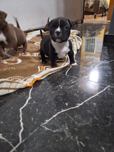 American Bully