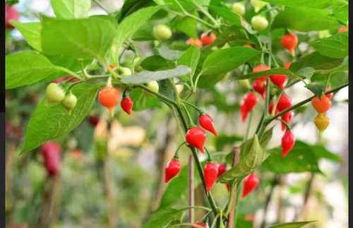 Experimente A Explosão De Sabor: Pimenta Biquinho 4 Mudas