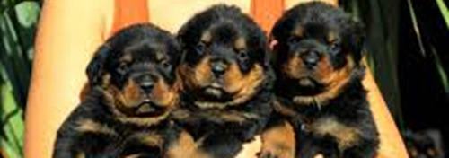 Perritos De Raza Pura Cachorros  Rotweiller Aleman 350 C/u