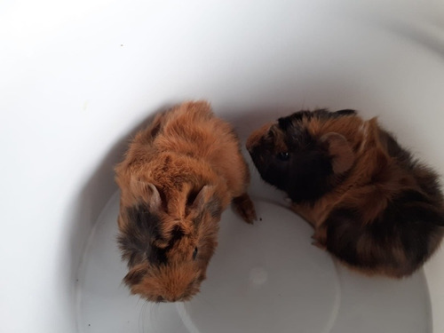 Imagen 6 de 9 de Cuis Cuises Cobayos Abisinio C/ Remolinos Mascotas Conejillo