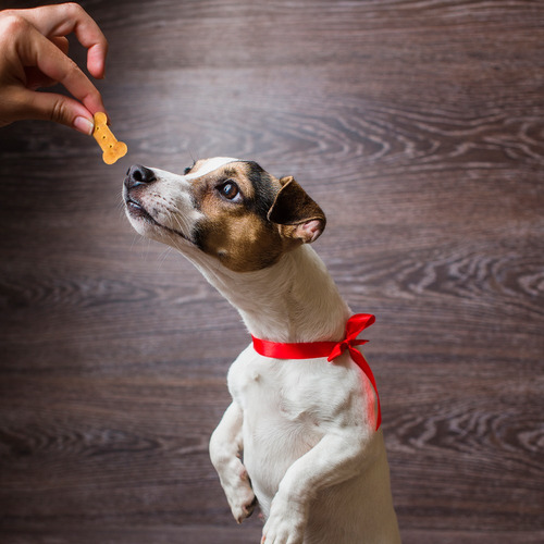 Fancy Pets Yummy Galletas Sabores Surtidos 400 Grs Fl3840
