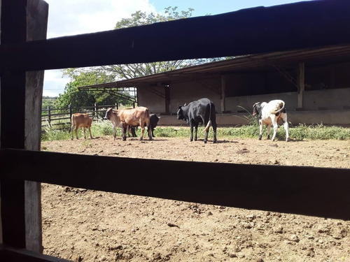 Imagen 29 de 30 de Se Vende Finca Agropecuaria De 300 Hectareas En Guarico Altagracia De Orituco Att-120