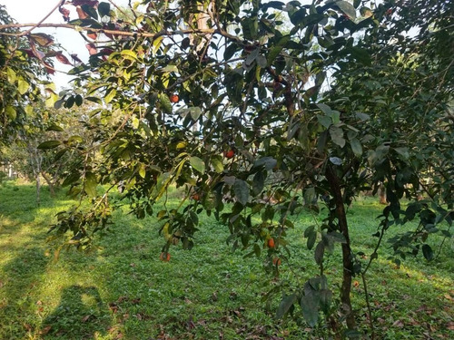 Imagem 11 de 15 de Charmosa Chácara Localizada Na Vila Das Palmeiras - Preço Imperdível - Ch0139