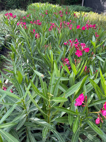 Plantas Laurel De Flor Cerco Vivo Perimetral 8lts Pack X10