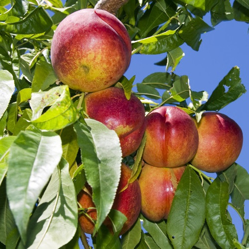 Árbol De Durazno Nectarin, Más Semillas 