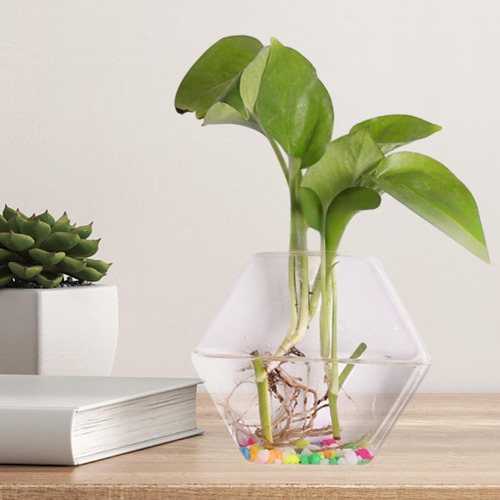 Jarrón De Vidrio De Plantador De Pared Simplicidad Fácil