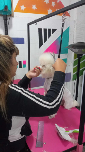 Curso De Peluquería Canina, Escuela Habilitada