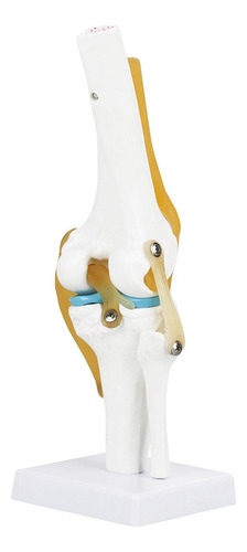 Modelo De Articulación De Rodilla Humana Para Estudio De Ana