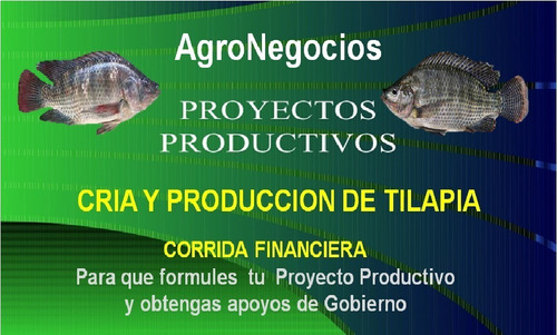 Corrida Financiera Inicia Negocio Tilapia Apoyo De Gobierno